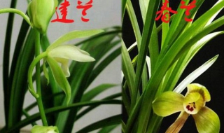 建兰和春兰的区别（建兰和春兰的区别在哪里）