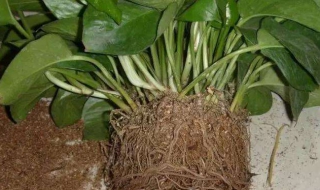 绿萝怎样换盆 绿萝怎样换盆绿萝怎么养换盆