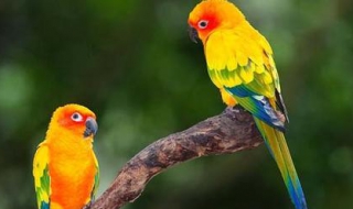 红腹锥尾鹦鹉介绍（火红肩锥尾鹦鹉）