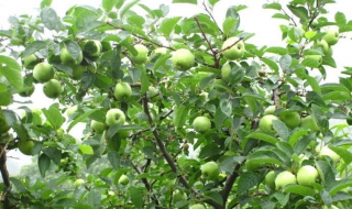 青苹果怎么种植 青苹果怎么种植盆栽