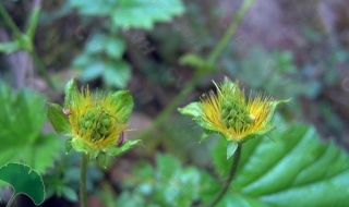 无尾果属介绍 长叶无尾果