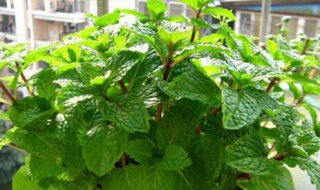 薄荷盆栽如何种植 薄荷盆栽种植方法