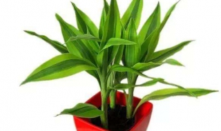 土养富贵竹怎么养（土养富贵竹怎么养才能养得好）