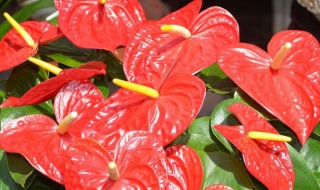 红掌换盆注意事项 红掌换盆注意事项有哪些