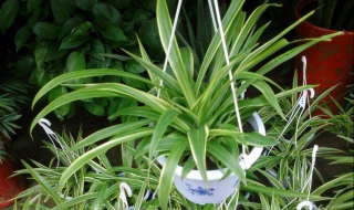吊兰换盆注意事项 吊兰换盆注意事项有哪些