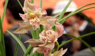 兰花能淋雨吗（秋冬季节兰花能淋雨吗）