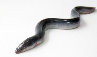 鳗鱼种类有哪些（鳗鱼种类有哪些图片）