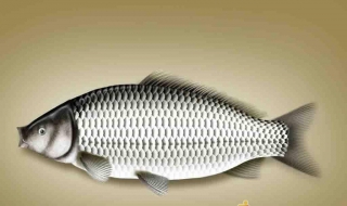 鲫鱼鲤鱼区别（鲫鱼鲤鱼区别图片）