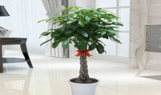 发财树怎么养 发财树怎么养才茂盛叶子油亮