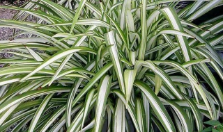 吊兰品种有哪些 吊兰品种有哪些品种