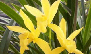 建兰什么时候开花（建兰什么时候开花?）