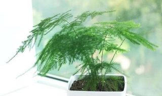 云竹跟文竹区别（云竹跟文竹区别在哪）