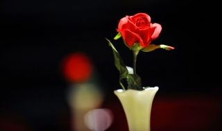 玫瑰花修剪技巧 玫瑰花修剪技巧图解