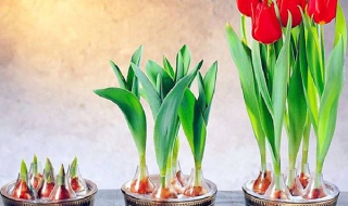 郁金香怎么水培（郁金香怎么水培?）