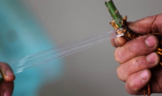 蔷薇嫁接方法 蔷薇嫁接方法视频教程