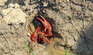 小龙虾苗怎么养殖 小龙虾苗怎么养殖的