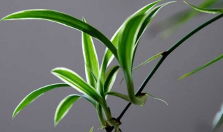 吊兰能放卧室吗（牡丹吊兰能放卧室吗）