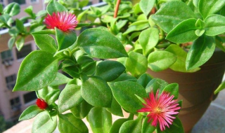 牡丹吊兰可以吃吗 牡丹吊兰可以吃吗,牡丹吊兰的这些食用价值你都知道吗