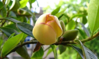 含笑花的养殖方法 含笑花的养殖方法施肥和注意事项