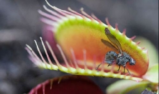 捕蝇草的养殖方法 捕蝇草的养殖方法视频