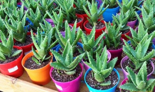 芦荟几天浇一次水（冬季芦荟几天浇一次水）