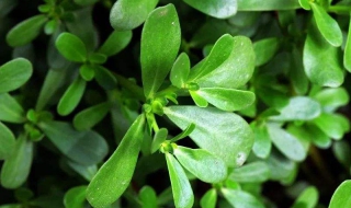 马齿苋介绍 马齿苋马齿苋