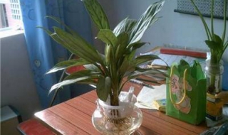 一叶兰可以水培吗（千叶兰能水培吗）