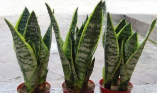 虎皮兰怎么修剪老叶（虎皮兰老叶子需要剪掉吗）