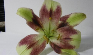 紫斑百合介绍 紫斑百合花图片