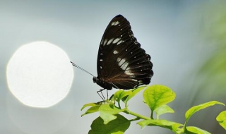 幻紫斑蛱蝶介绍（幻紫斑蝶与幻紫斑蛱蝶）