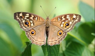 蛇眼蛱蝶介绍（眼蝶的介绍）
