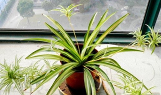 吊兰养殖方法（法国女郎吊兰养殖方法）