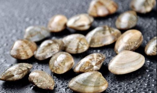 花甲和蛤蜊区别