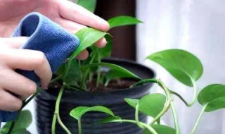 啤酒浇花的注意事项（啤酒浇花的注意事项有哪些）