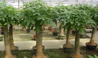 发财树养护方法（发财树怎么养殖方法）