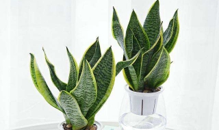 虎皮兰怎么水培（白玉虎皮兰怎么水培）