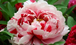 牡丹的花语是什么（粉色洋牡丹的花语是什么）