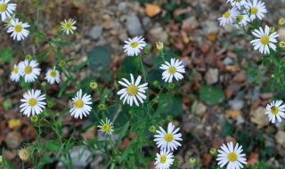 全叶马兰介绍（全叶马兰的功效）