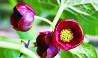 北川驴蹄草介绍（驴蹄草图片）