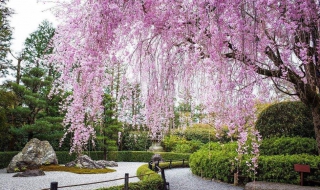 八重红枝垂樱介绍（八重红枝垂枝樱花）