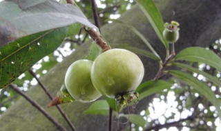 水竹蒲桃介绍 蒲桃和水蒲桃的区别