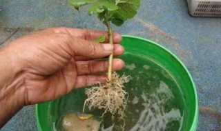 如何自制生根水（自制万能生根水）