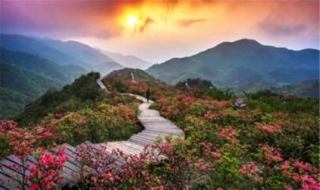 大围山国家森林公园旅游攻略（大围山国家森林公园旅游攻略路线）