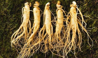 野山参怎么保存（干的野山参怎么保存）