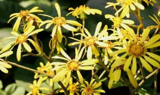 花叶如意介绍（花叶如意介绍怎么写）