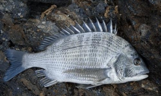 海鱼有哪些种类（海鱼有哪些种类图片）