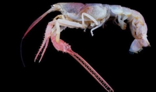 盲眼动物介绍（盲眼动物介绍视频）