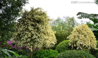 花叶垂榕介绍 花叶垂榕图片