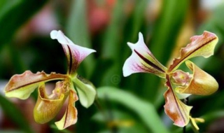 兰属介绍 兰的种类及名称