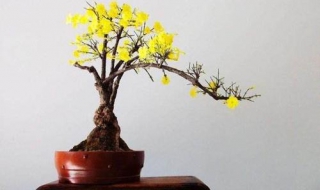 迎春花盆景怎么养护 迎春花盆景怎么养护视频